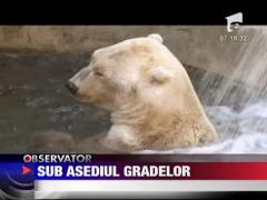 Croatia rapusa de canicula