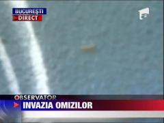 Bucurestiul este cotropit de omizi