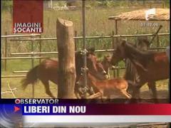 Caii din Letea sunt din nou in libertate