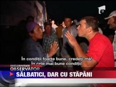 Caii de la Letea sunt salbatici, dar cu proprietari...