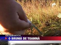 Toamna intarzie sa vina