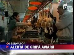 Alerta de gripa aviara