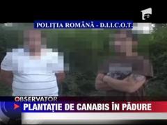 Plantatie de marijuana in padure la Snagov