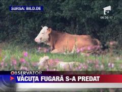 Vacuta fugara s-a predat