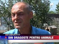 S-a mutat la tara ca sa creasca maidanezi