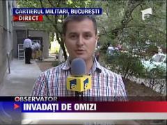 Bucurestiul e in continuare sub invazia omizilor