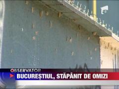 UPDATE / Bucurestiul e in continuare sub invazia omizilor