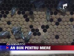 An bun pentru apicultori