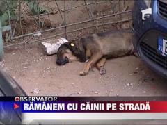 Hingherii nu mai ies pe strada in Capitala