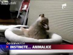 Si cainii isi cunosc stramosii