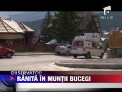 Tanara ranita, salvata in muntii Bucegi