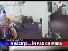 O vacuta... in pas cu moda