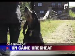 Harbor, cainele cu cele mai lungi urechi din lume