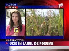 Ucis in lanul de porumb