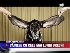 Cainele Harbor a intrat in Cartea Recordurilor