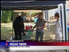 Concurs de frumusete canina