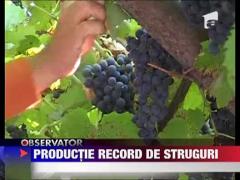 Recolta bogata la struguri