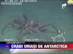 Crabi uriasi in Antarctica