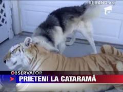 Prietenie bizara intre un tigru si un caine