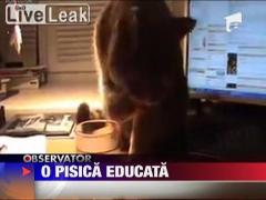 O pisica educata