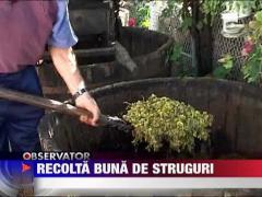 Vinul este mai mult, dar si bun, anul acesta