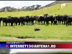 Paznic motorizat la vaci