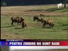 Nu sunt bani pentru zimbrii