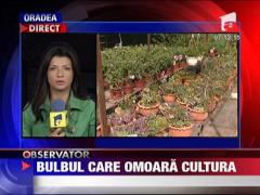 Pericolul care ar putea sa vina din bulbii olandezilor