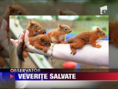 Pui de veverita salvati