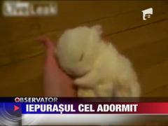 Pui de iepure adormit