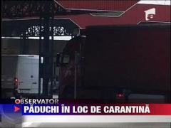 Bulbii de lalele din Olanda aveau paduchi!