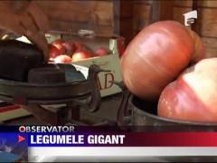 Legumele gigant, anunta o toamna imbelsugata