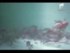 Pestii Piranha ataca plajele din Brazilia