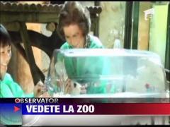 Doi ursi Panda, gemeni, vedete la zoo