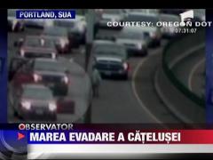 O catelusa neastamparata a reusit sa opreasca traficul pe o autostrada din SUA