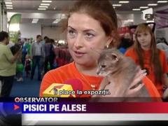 Expozitie de pisici