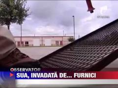 Invazia furnicilor in State