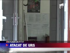 Mures: Un barbat a murit sfasiat de un urs, in gradina casei sale