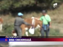 Un tanar din Africa a ajuns vacar pe plaiurile mioritice din Romania