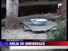 Primaria din Pitesti vrea sa curete strazile de animalele fara stapan