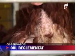 UE: Ouale de la gaini crescute in baterii, interzise in magazine