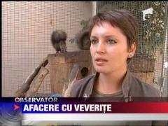 Prima ferma de veverite din tara