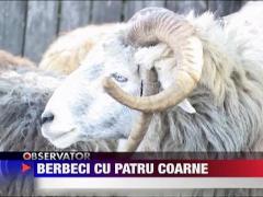 Berbeci cu cate patru coarne