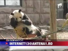 Cum se joaca un urs panda?