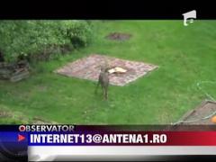 Cine e stapanul curtii?