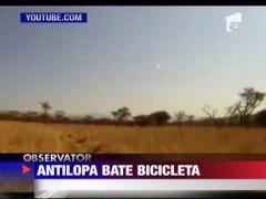 Accidentat de antilopa