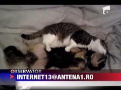 Dragoste neinteleasa