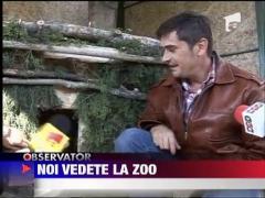 Doua zebre si 3 ratoni, vedete la gradina zoologica