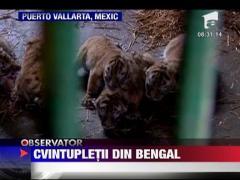 Cvintupletii din Bengal