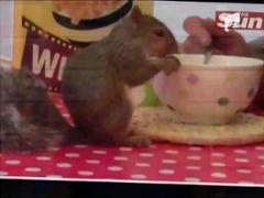 O veverita infuleca pe nerasuflate cereale